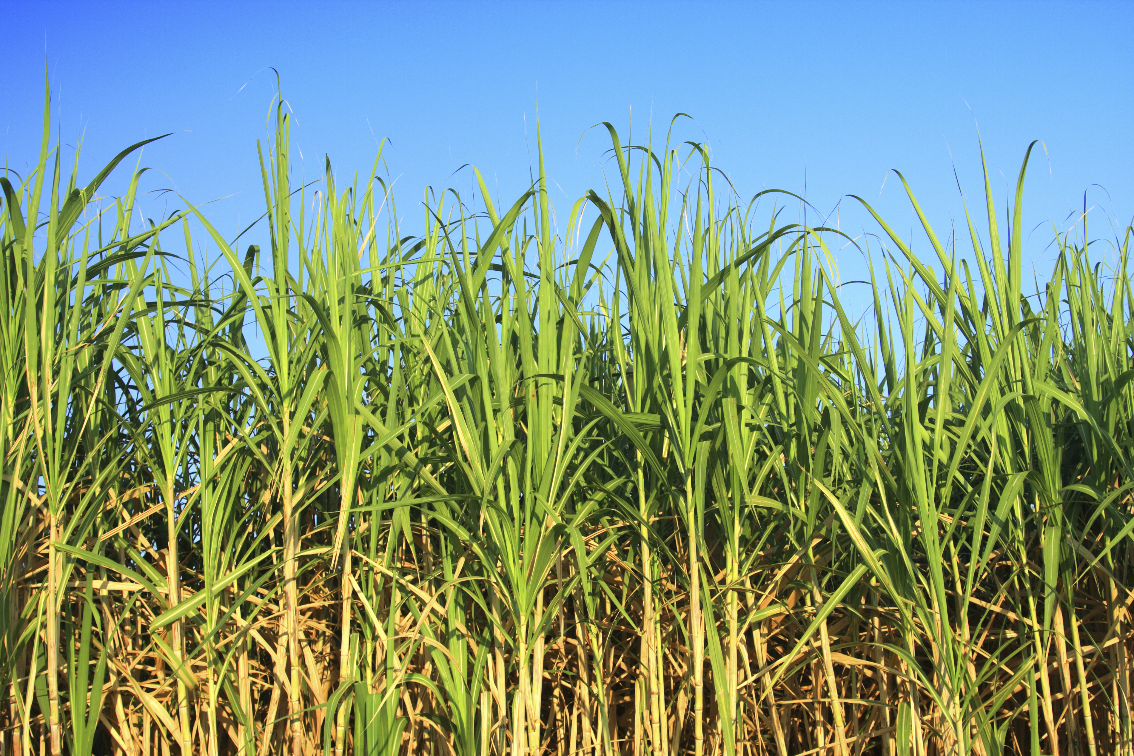 sugar-cane